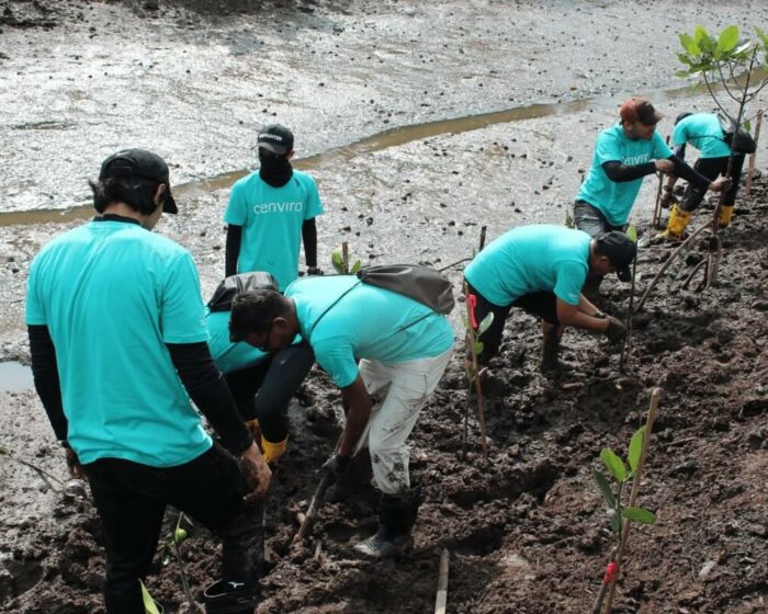 cenviro-employee-mangrove-tree-planting-programme-2023-12-09-011