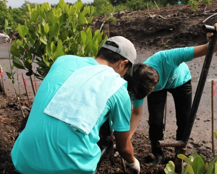 cenviro-employee-mangrove-tree-planting-programme-2023-12-09-04