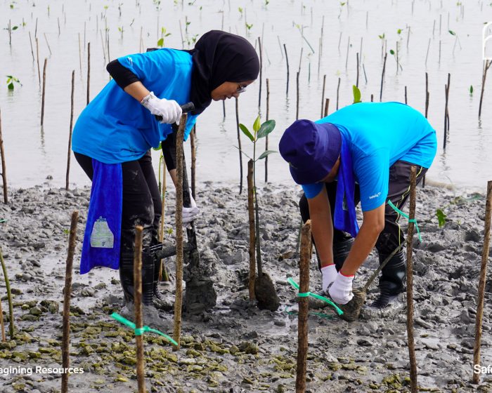 cen_mngrov_3planting_26